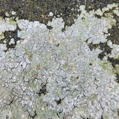 Trapelia placodioides