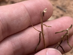 Streptanthus longirostris