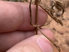 Streptanthus longirostris