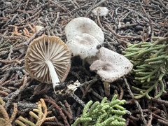 Marasmius albogriseus