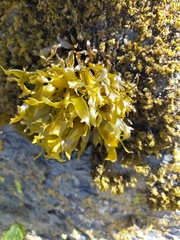 Pachymenia dichotoma