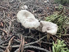 Marasmius albogriseus