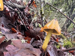 Gliophorus psittacinus