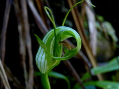 Pterostylis oliveri