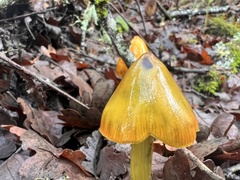 Gliophorus psittacinus