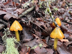 Gliophorus psittacinus