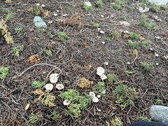 Marasmius albogriseus