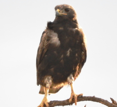 Buteo augur