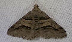 Digrammia continuata