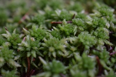 Sphagnum
