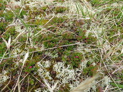 Vaccinium uliginosum