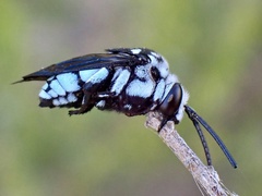 Thyreus caeruleopunctatus