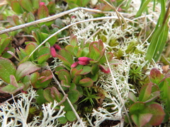 Vaccinium uliginosum