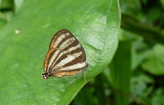 Arawacus aetolus