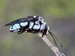 Thyreus caeruleopunctatus