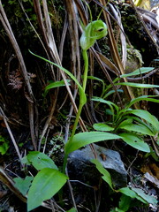 Pterostylis oliveri
