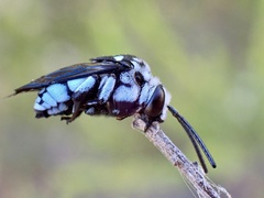 Thyreus caeruleopunctatus