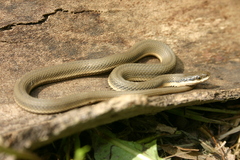 Regina septemvittata