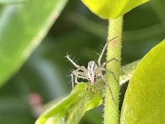 Oxyopes