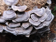 Trametes versicolor