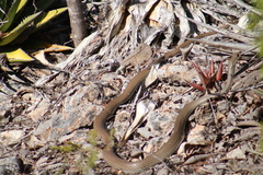 Masticophis mentovarius