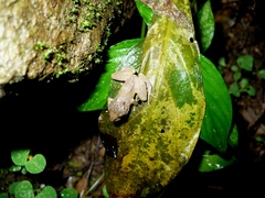 Pristimantis urichi
