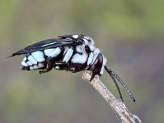 Thyreus caeruleopunctatus