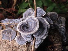 Trametes versicolor