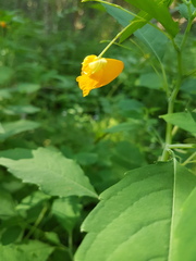 Impatiens ecornuta