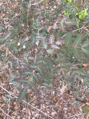 Berberis swaseyi