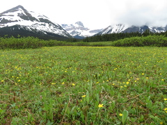 Ranunculus occidentalis
