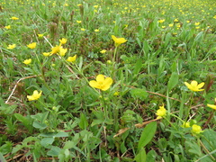 Ranunculus occidentalis