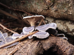 Trametes versicolor