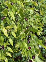 Sarcococca