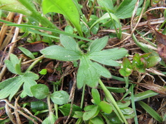 Ranunculus occidentalis