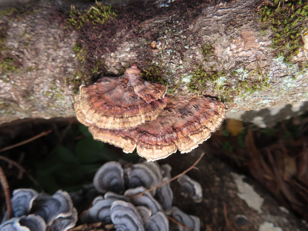 Daedaleopsis confragosa tricolor · January 2023 · photo: © timur_kalininsky (iNaturalist, cc-by)
