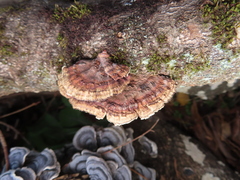 Daedaleopsis tricolor