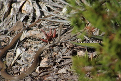 Masticophis mentovarius