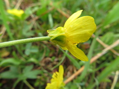 Ranunculus occidentalis