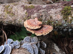 Daedaleopsis tricolor