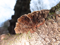 Daedaleopsis tricolor