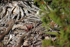 Masticophis mentovarius