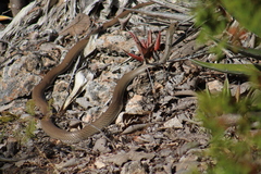 Masticophis mentovarius