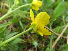 Ranunculus occidentalis