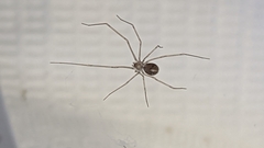 Physocyclus globosus