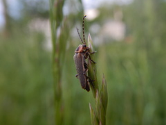 Atalantycha dentigera