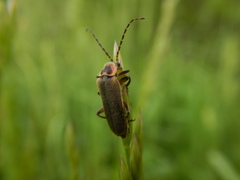 Atalantycha dentigera