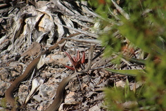 Masticophis mentovarius