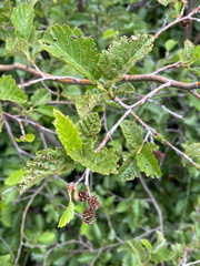 Alnus incana tenuifolia