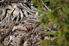 Masticophis mentovarius
